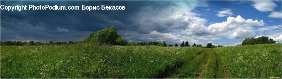 Field, Grass, Grassland, Land, Outdoors, Cloud, Cumulus