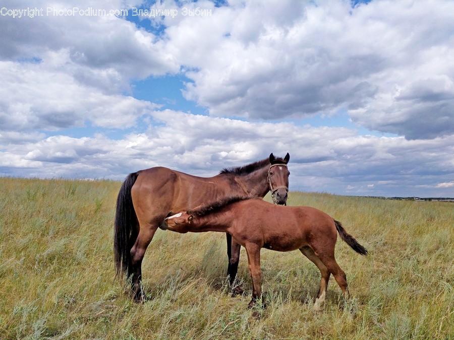 Animal, Mammal, Horse, Colt Horse, Foal