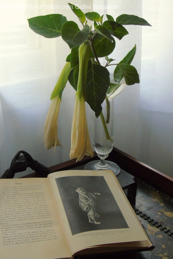Book, Plant, Blossom, Flower, Rose