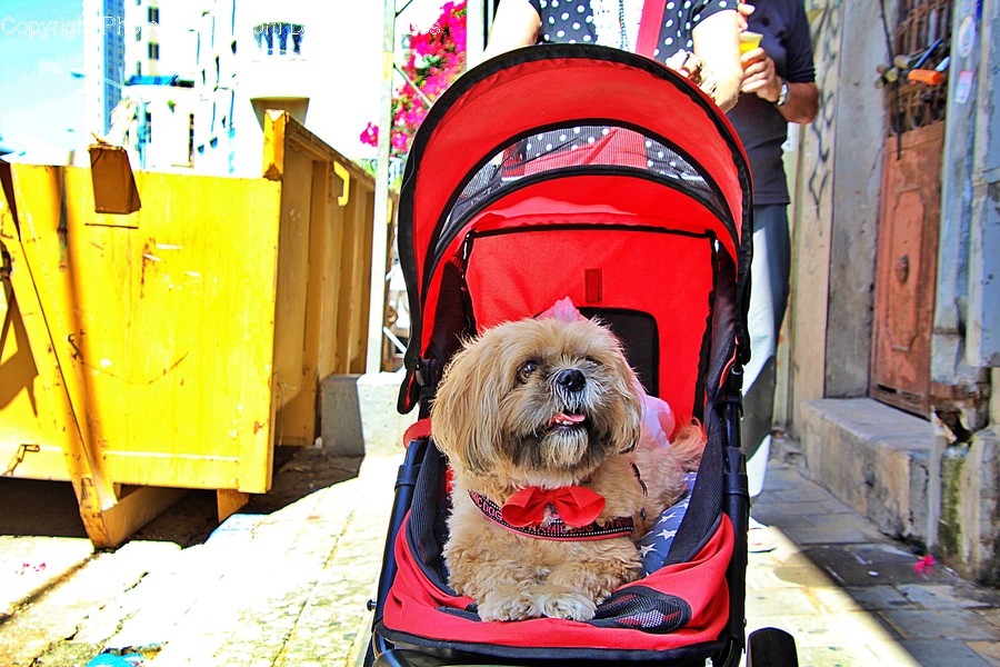 Stroller, Person, Human, Dog, Animal