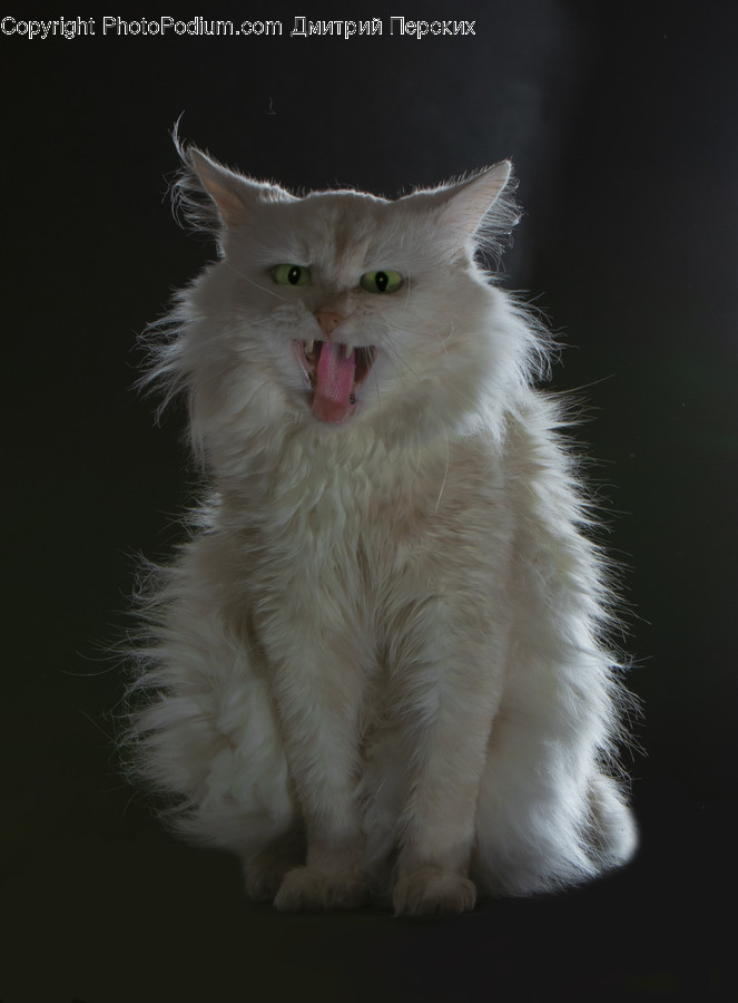 Animal, Pet, Mammal, Cat, Lip