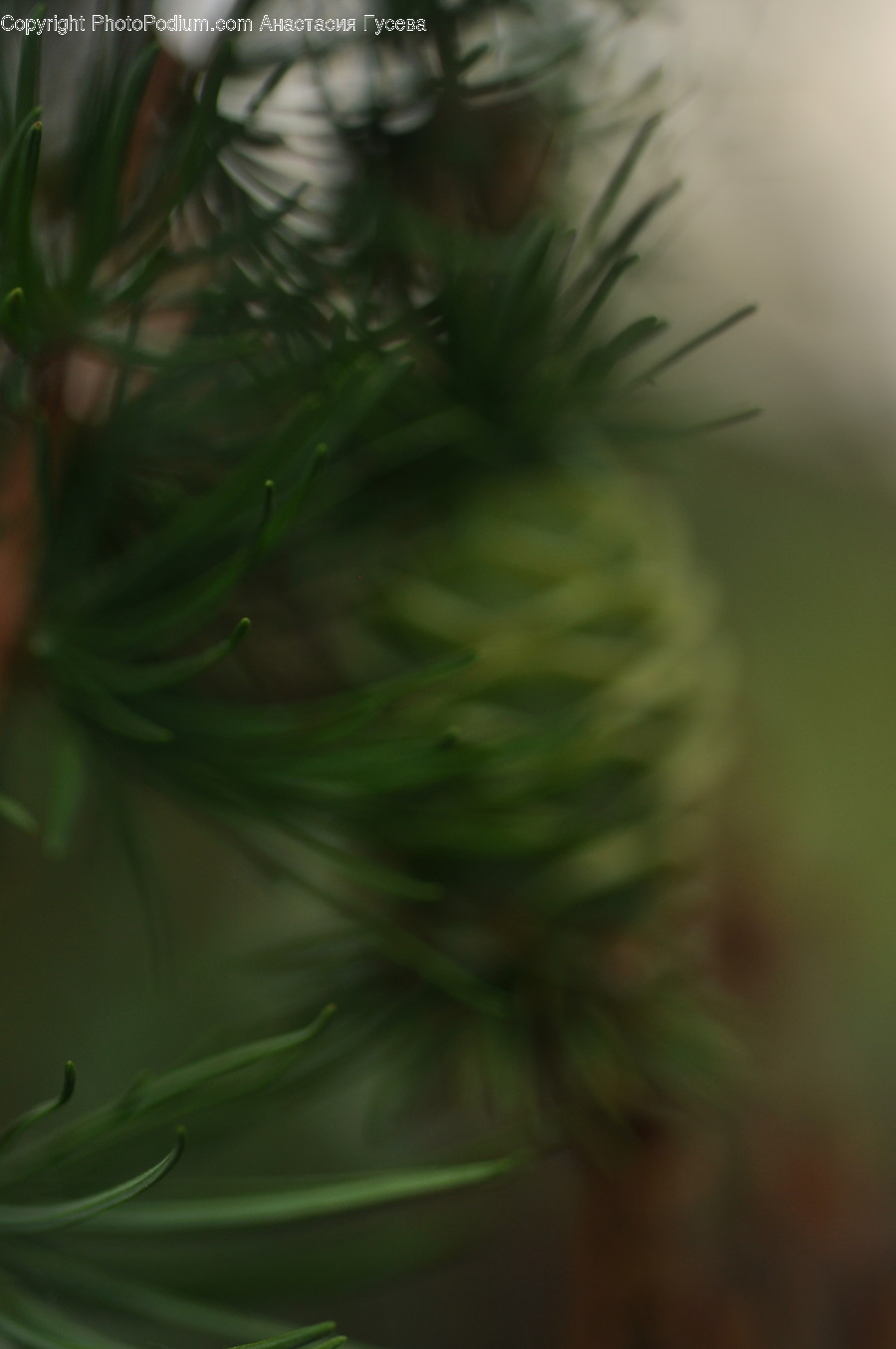 Tree, Plant, Conifer, Fir, Abies