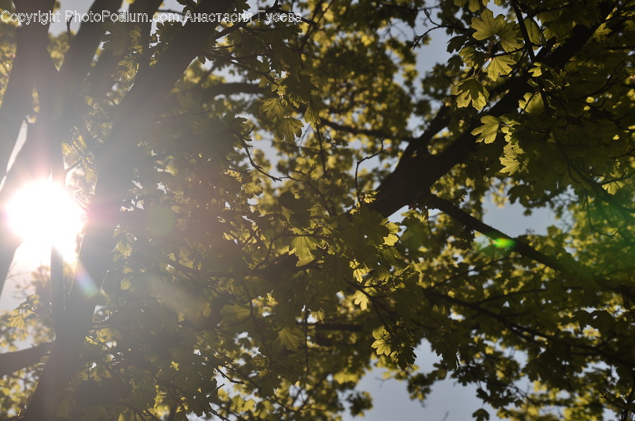 Flare, Light, Sunlight, Tree, Plant