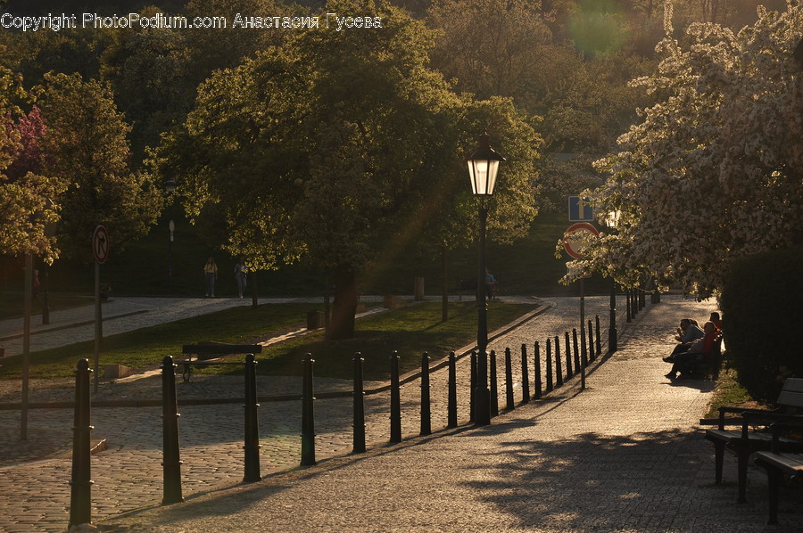 Human, Person, Asphalt, Tarmac, Lamp Post