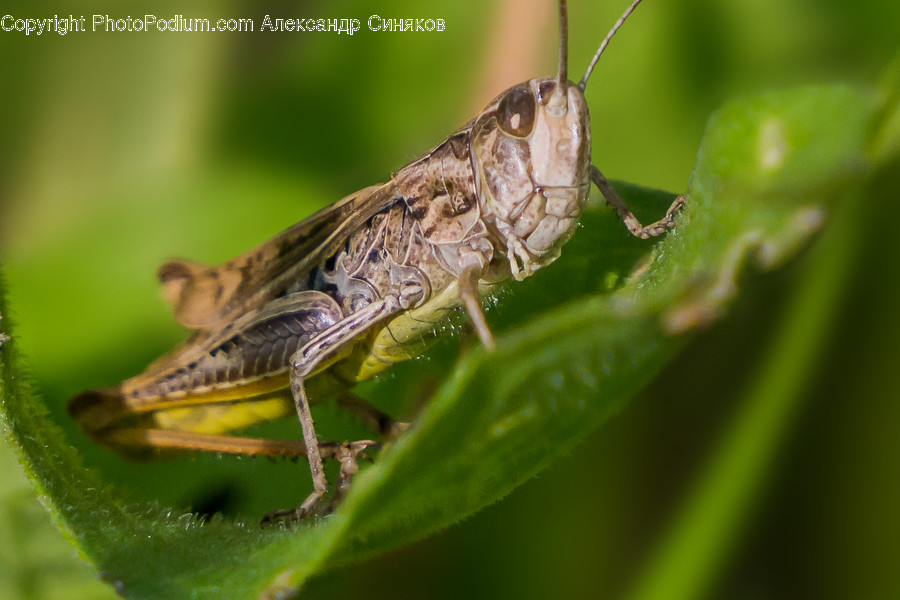 Insect, Invertebrate, Animal, Cricket Insect, Grasshopper