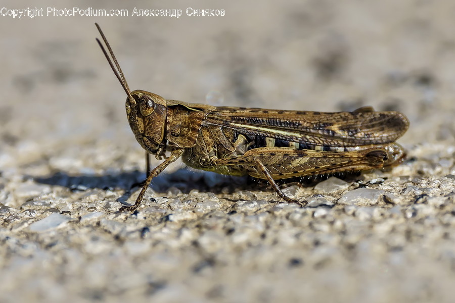 Insect, Animal, Invertebrate, Cricket Insect, Grasshopper