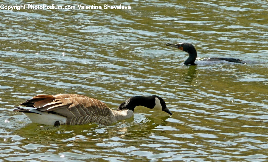 Bird, Goose, Waterfowl, Cormorant, Duck, Teal