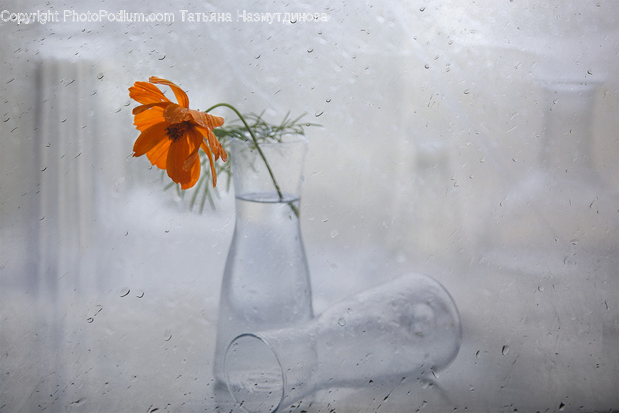 Plant, Flower, Blossom, Flower Arrangement, Jar