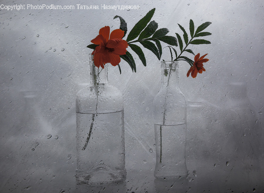 Plant, Leaf, Nature, Outdoors, Ice
