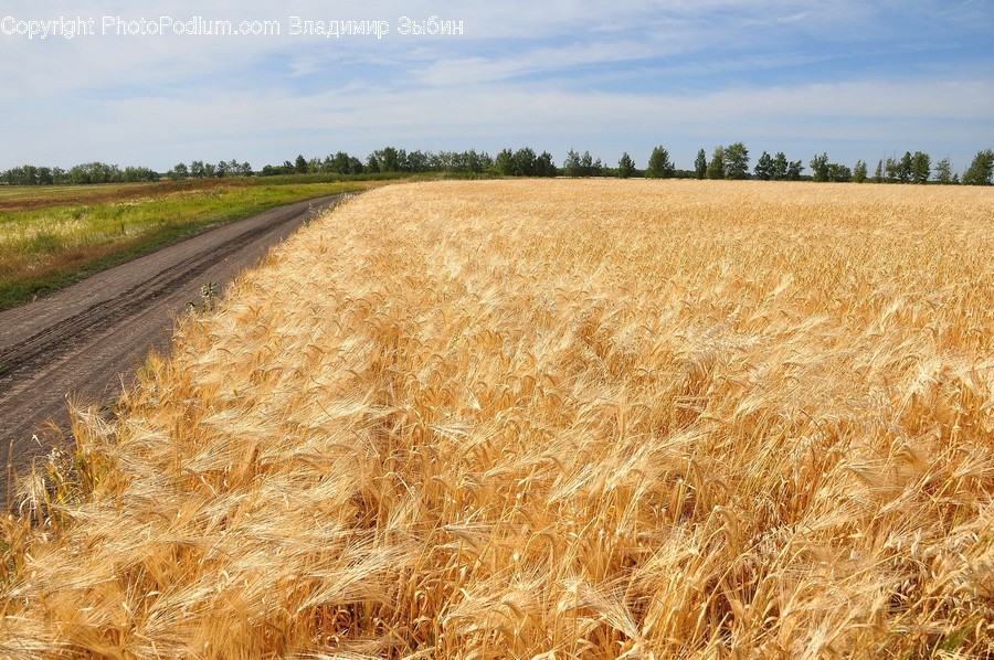 Plant, Grain, Produce, Food, Vegetable