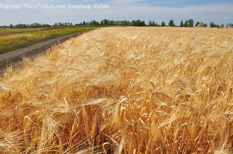 Plant, Produce, Food, Vegetable, Grain