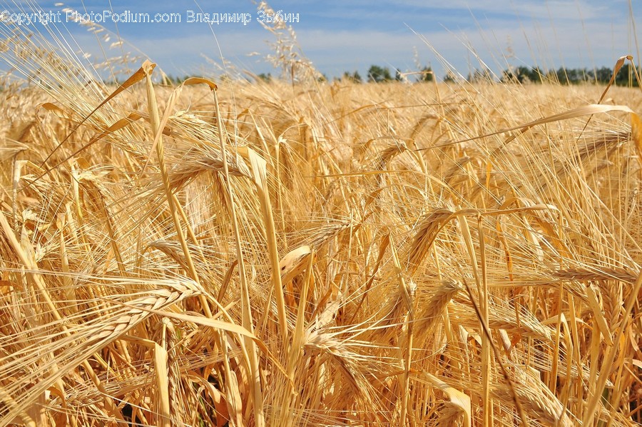Plant, Vegetable, Produce, Food, Grain
