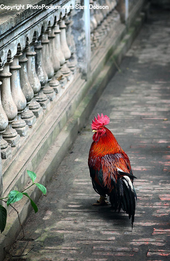 Chicken, Cock Bird, Fowl, Poultry, Rooster, Plant, Potted Plant
