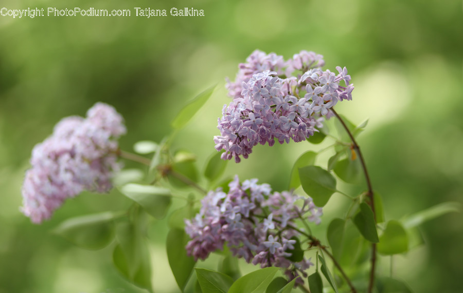 Plant, Blossom, Flower, Lilac
