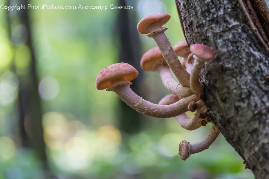 Fungus, Plant, Mushroom, Agaric, Amanita