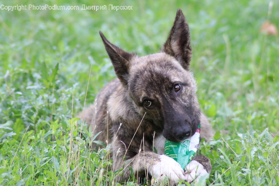 Pet, Animal, Mammal, German Shepherd, Dog