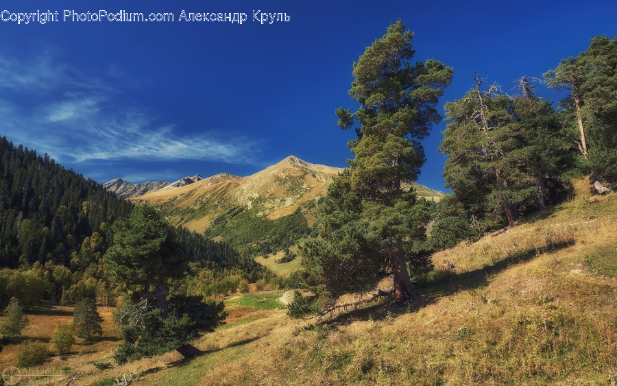 Nature, Outdoors, Tree, Plant, Wilderness
