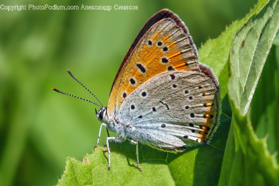 Invertebrate, Insect, Animal, Butterfly, Photography