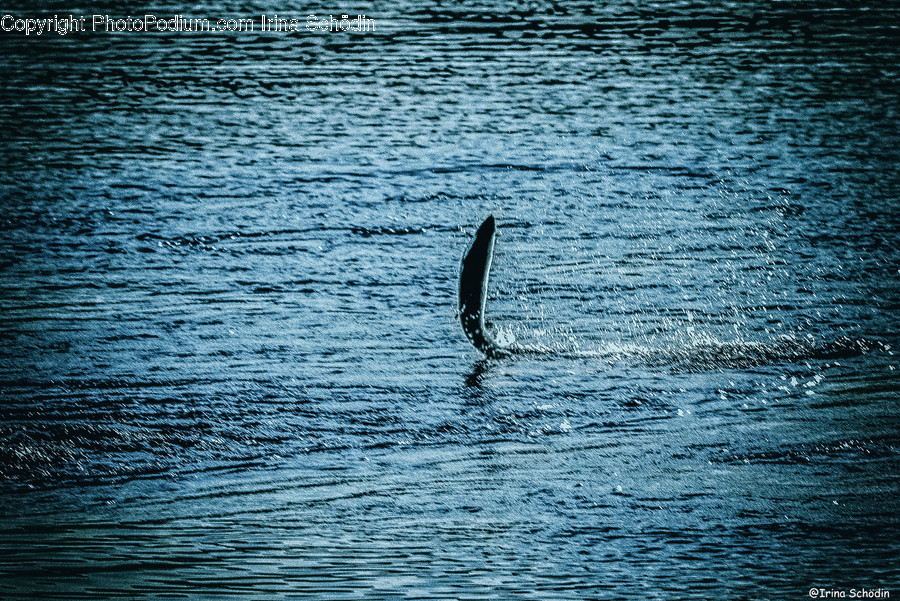 Animal, Water, Sea Life, Outdoors, Mammal