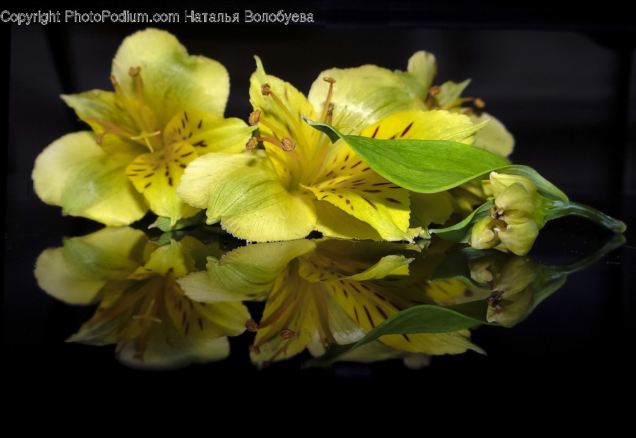 Plant, Pollen, Flower, Blossom, Lily