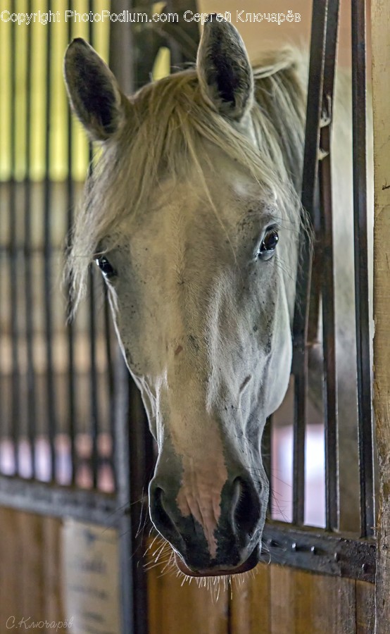 Horse, Animal, Mammal, Colt Horse