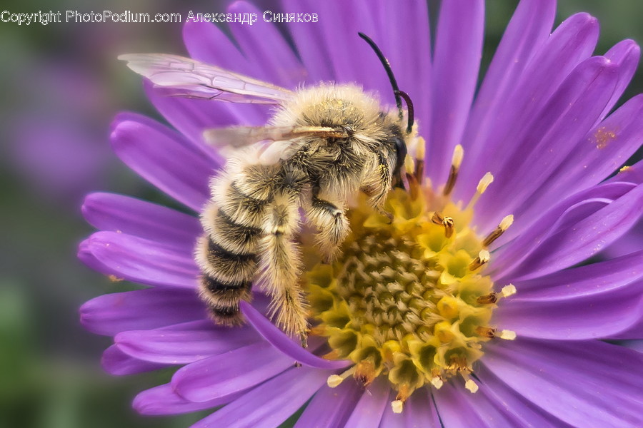 Animal, Insect, Apidae, Bee, Invertebrate