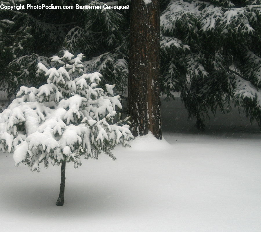 Ice, Outdoors, Snow, Conifer, Fir, Pine, Spruce