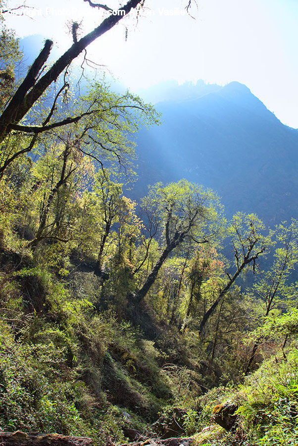 Outdoors, Wilderness, Bush, Plant, Vegetation, Conifer, Fir