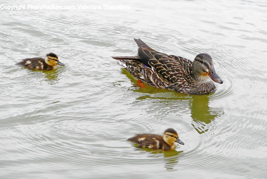 Bird, Duck, Teal, Waterfowl, Mallard