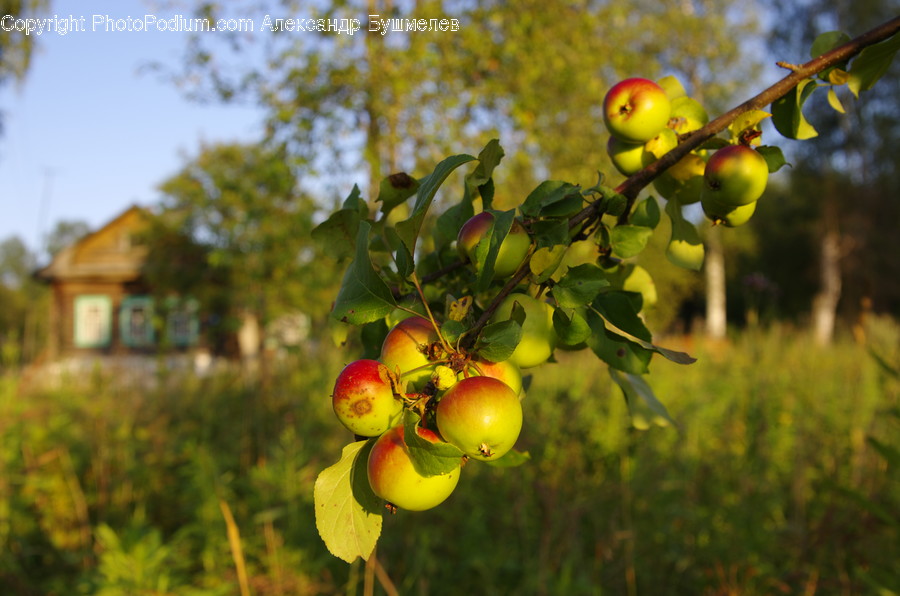 Plant, Food, Fruit, Produce, Animal