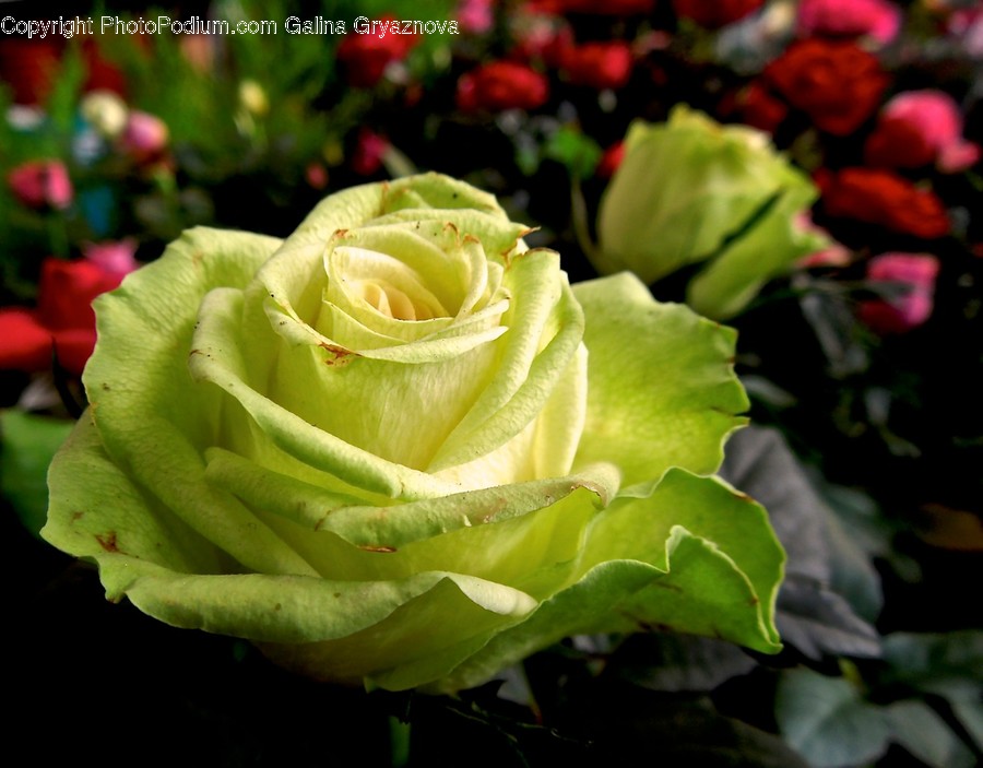 Plant, Blossom, Flower, Rose, Flower Arrangement