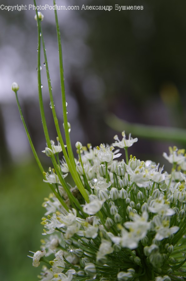 Plant, Flower, Blossom, Amaryllidaceae, Pollen