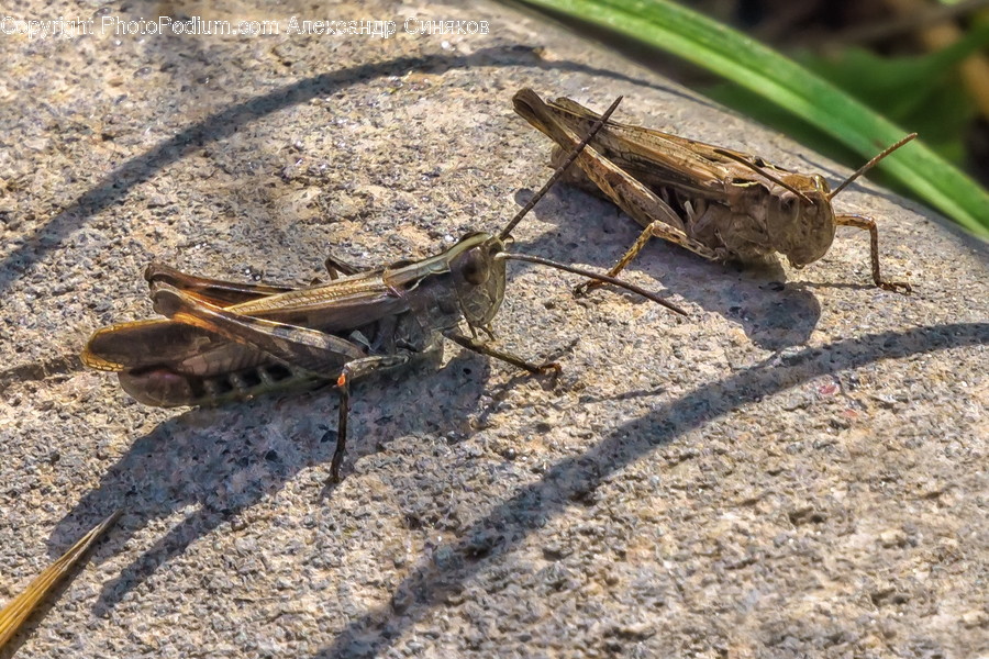 Invertebrate, Animal, Insect, Cricket Insect, Grasshopper
