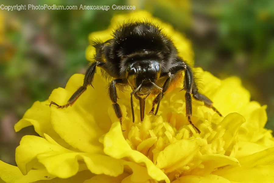 Animal, Honey Bee, Bee, Insect, Invertebrate