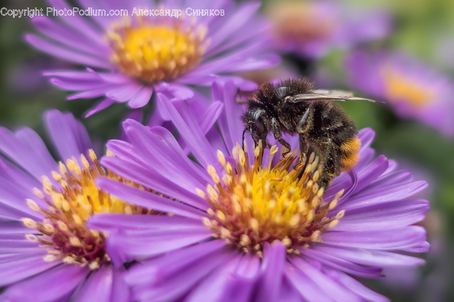 Insect, Honey Bee, Animal, Bee, Invertebrate