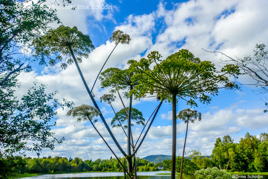 Summer, Outdoors, Nature, Tropical, Plant
