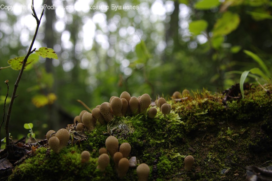 Plant, Fungus, Mushroom, Amanita, Agaric