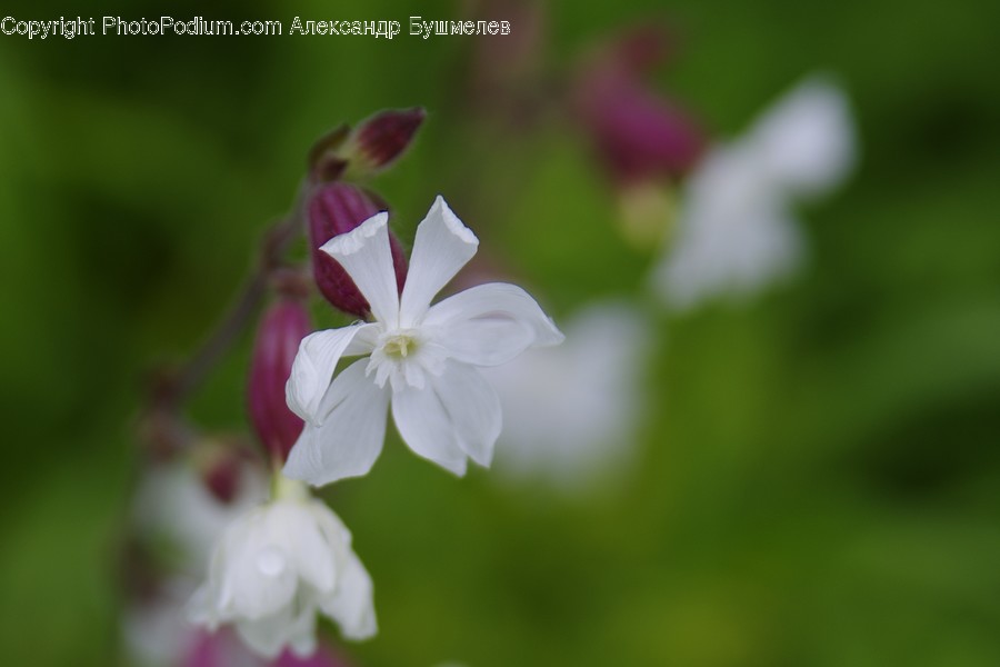 Blossom, Plant, Geranium, Flower, Petal