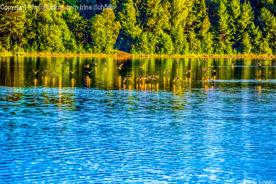 Water, Outdoors, Nature, Plant, Tree