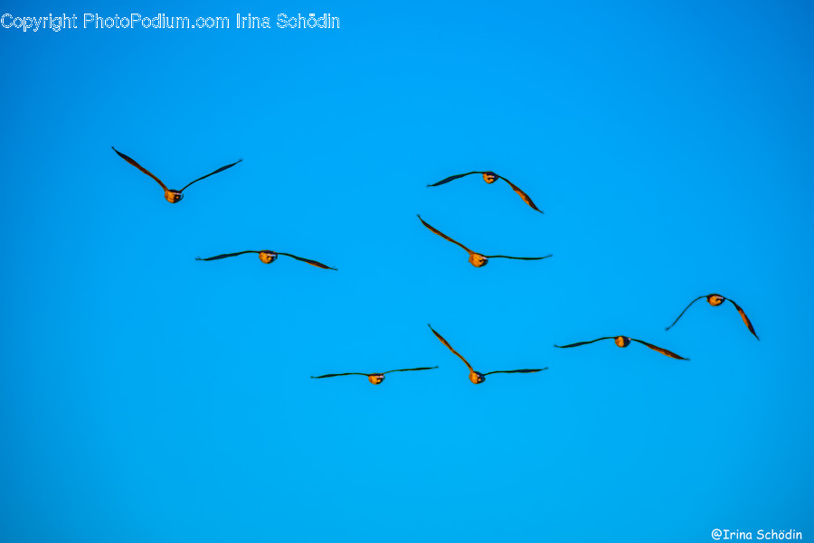 Animal, Flying, Bird, Flock, Vehicle