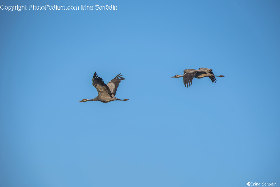 Animal, Bird, Flying, Stork, Waterfowl
