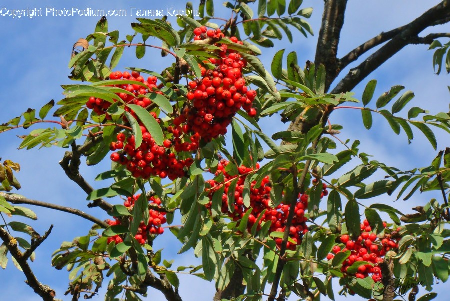 Plant, Food, Fruit, Cherry