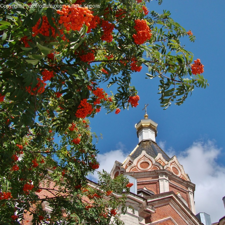 Building, Tower, Architecture, Clock Tower, Plant