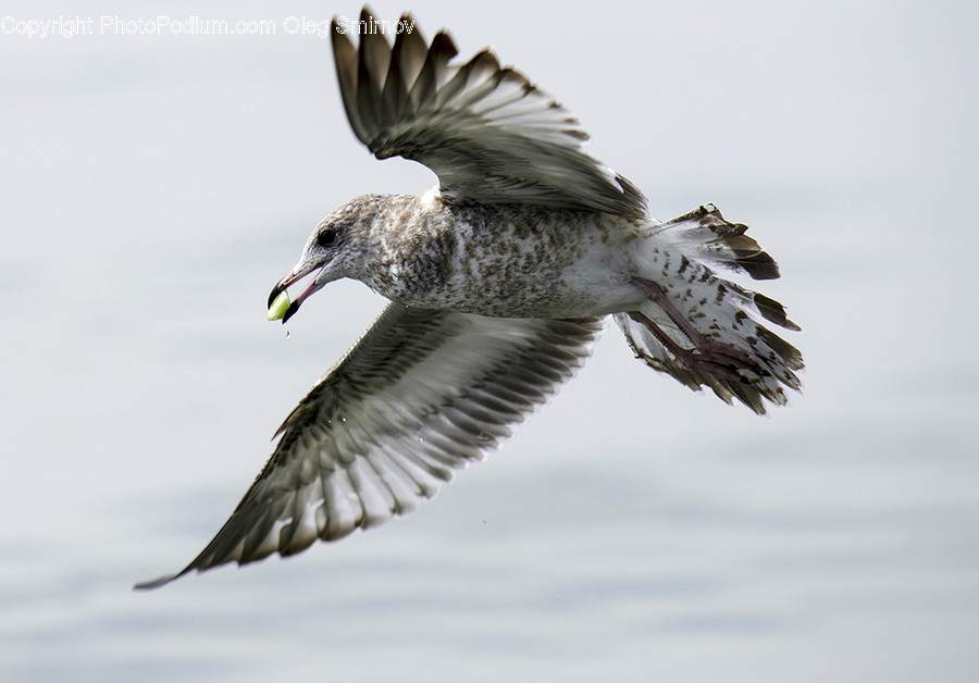 Bird, Animal, Flying, Seagull, Hawk