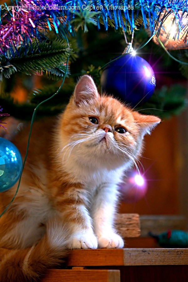 Sphere, Mammal, Cat, Animal, Pet
