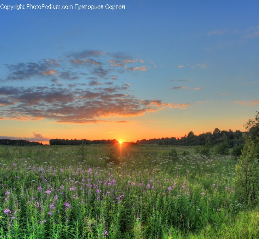 Nature, Outdoors, Field, Grassland, Countryside