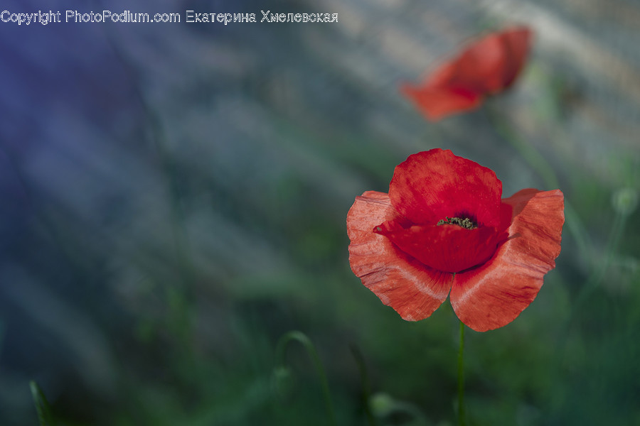 Plant, Blossom, Flower, Rose, Poppy