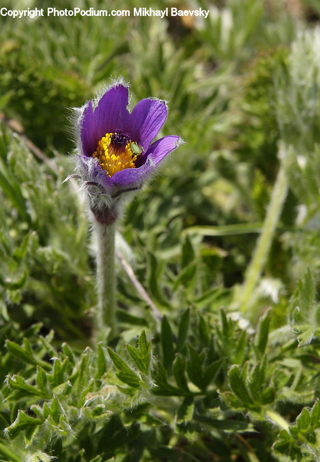 Blossom, Flora, Flower, Plant, Crocus, Asteraceae, Daisies