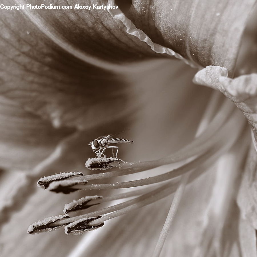 Bee, Hornet, Insect, Invertebrate, Wasp, Flora, Pollen