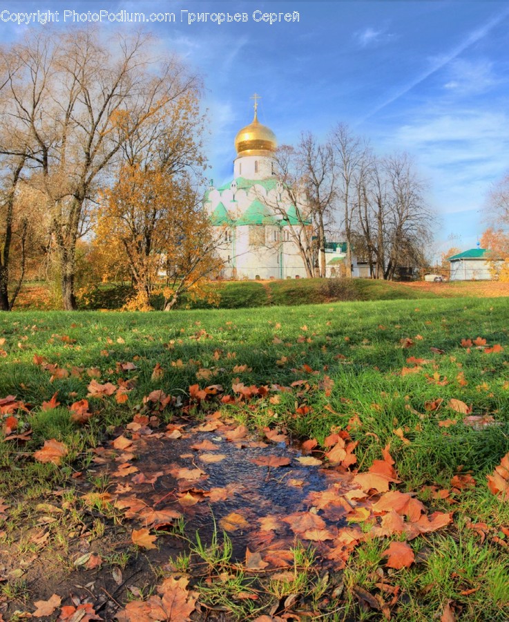 Plant, Grass, Tree, Outdoors, Architecture